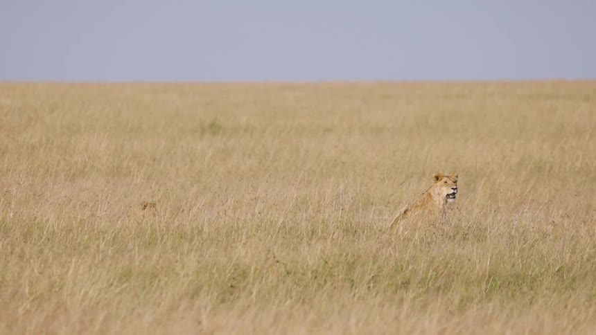 A young lion sitting in the beige grass of a savannah with the wind blowing through the grass