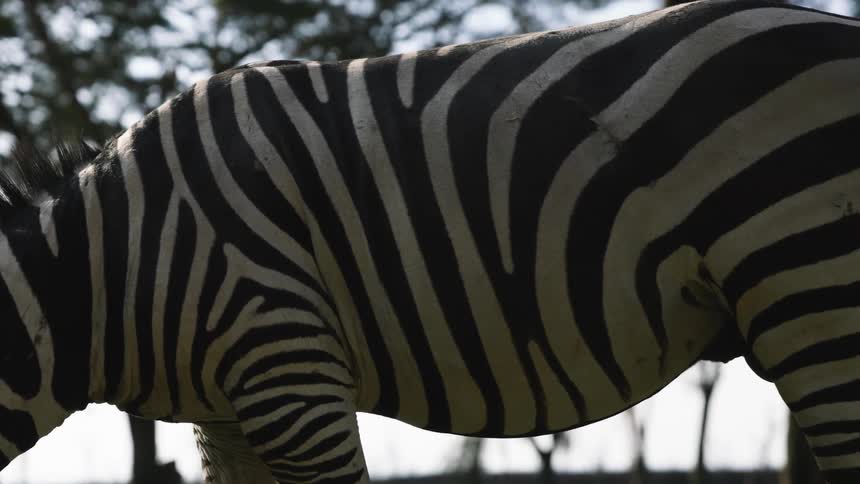 Zebra eating in a field swishes its tail