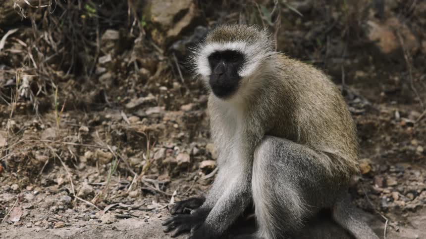 Monkey sitting on a rock in the jungle