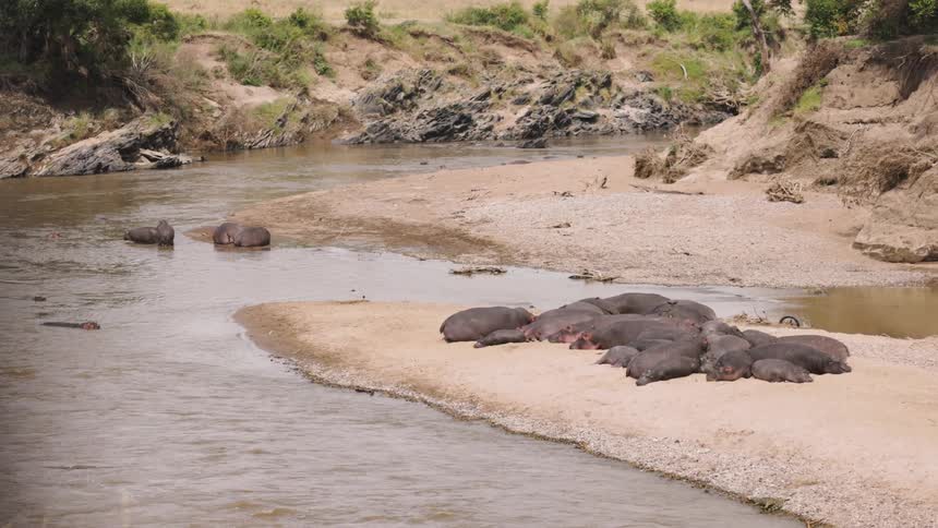 Group of animals of different sizes sleeping on the shore of a lake in the jungle