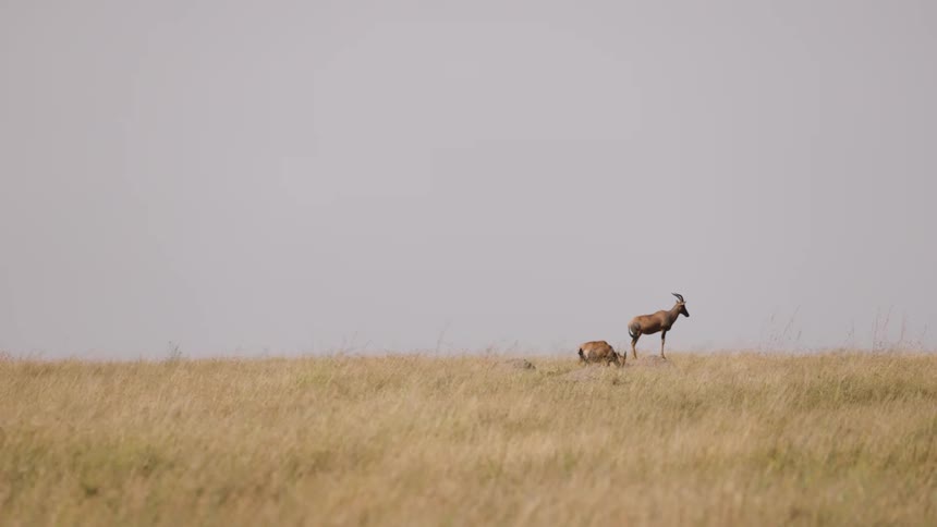 Two antelopes in the jungle