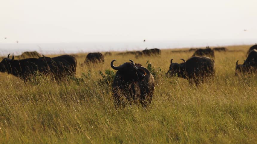 Herd of wildebeest grazing on a grassy plain under a clear sky