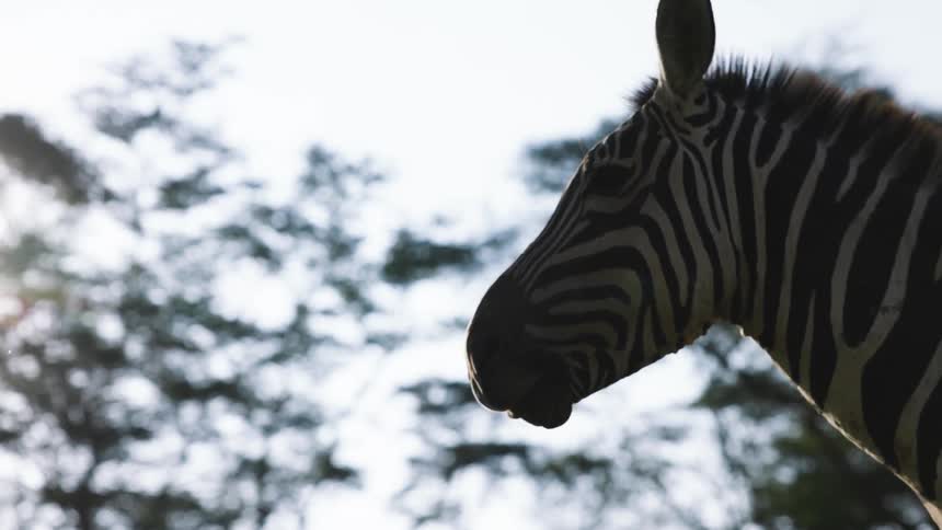 Zebra chewing while standing in an open air environment with trees in the background