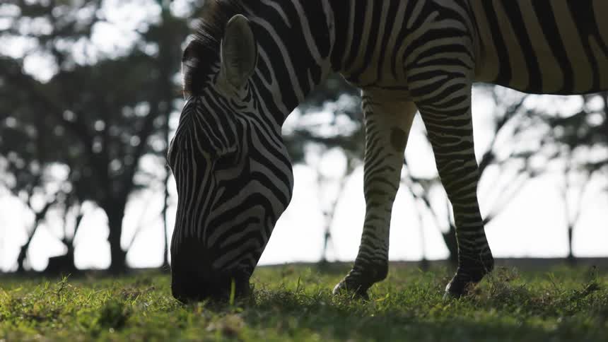 A zebra is grazing on grass