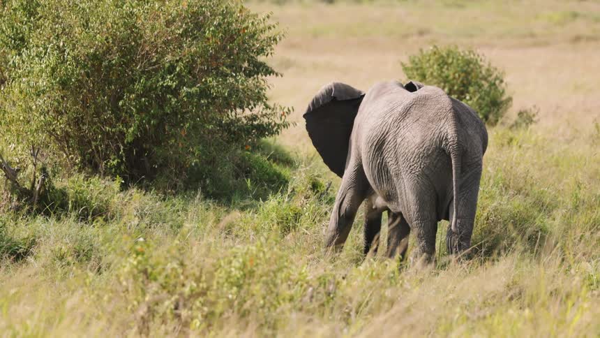 Small elephant eating grass in the jungle