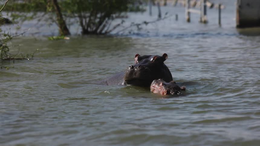 Two hippos swim around in the water together