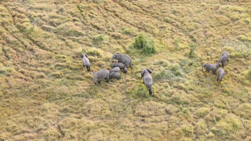 Aerial panorama of elephants of different sizes in the jungle