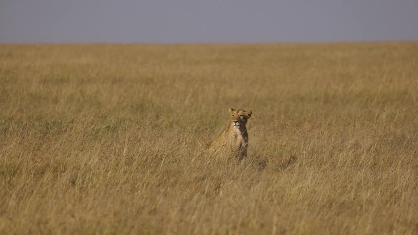 A lioness sits in the tall grass