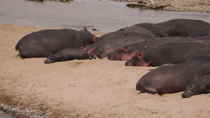 Hippos of different sizes sleeping on the sand by the lake