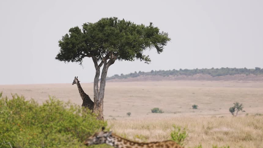 Two giraffes near trees in a jungle
