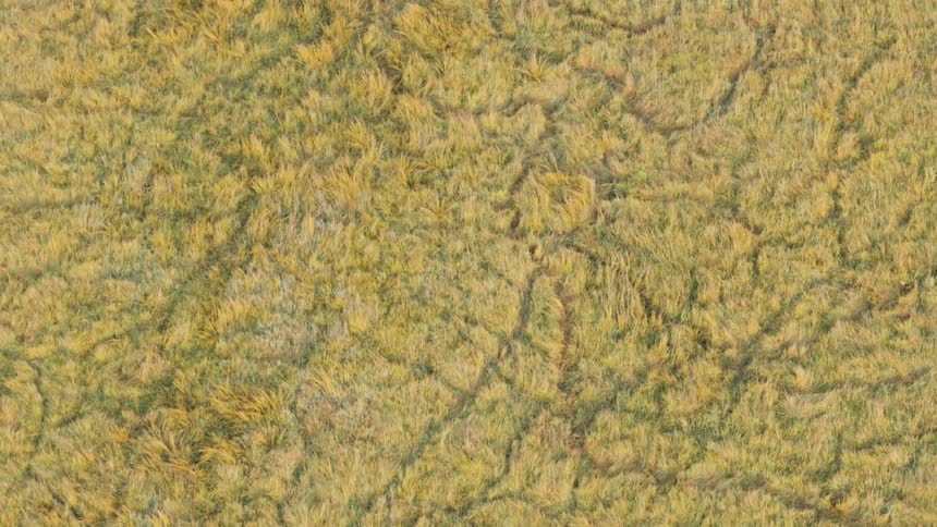 Aerial view of animal tracks through the tall grass on the african savannah