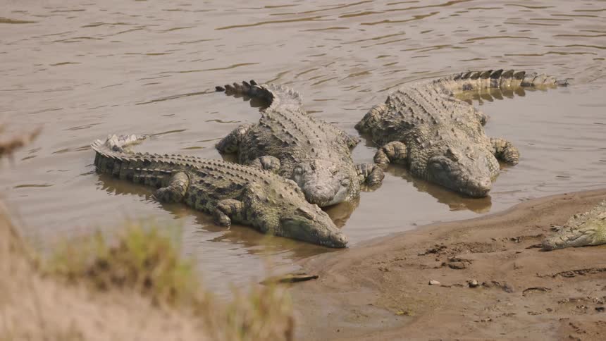 Crocodiles resting in the shallows of a lake