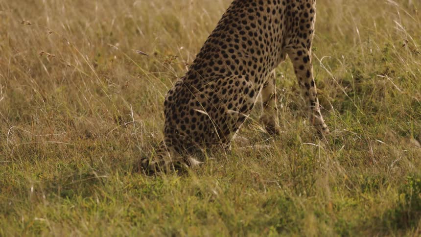 A closeup view of a cheetah sitting on the african savanna surrounded by tall grasses