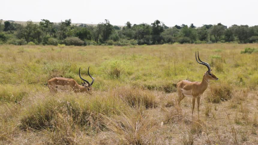 Two antelopes feeding on grass in a savannah and they look forward while eating