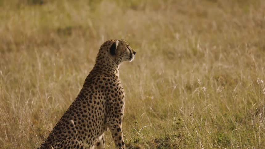 Cheetah sitting in the jungle watching carefully