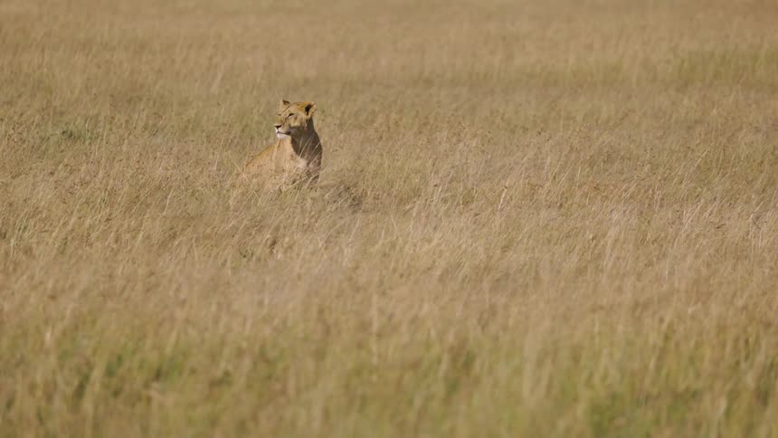 A lion stands in the tall grass