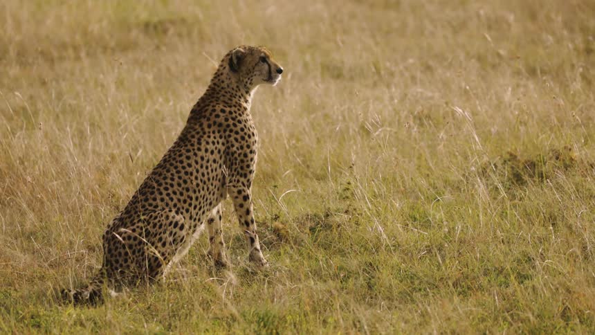 Jaguar static in the jungle