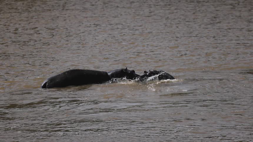 Two hippos partially underwater are fighting