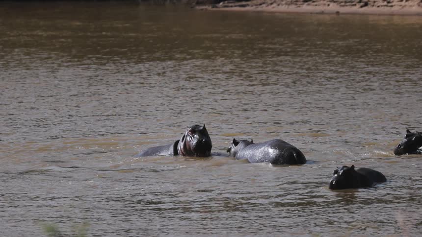 Hippos in a body of water with two of them fighting with their teeth for the specimen