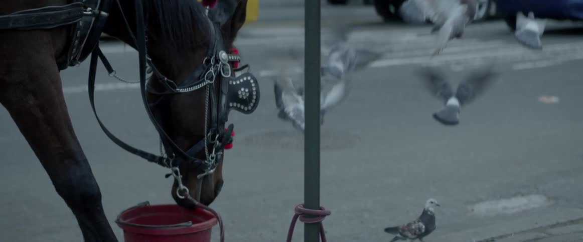 Birds fly up near a horse that is eating from a bucket in an urban setting