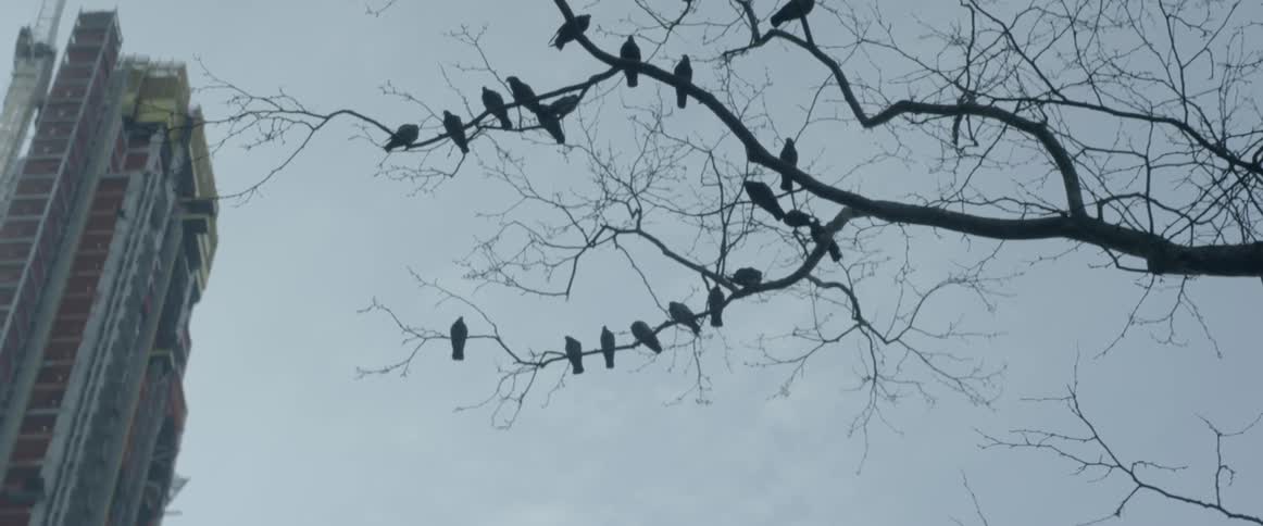 Birds are perched all over these branches above