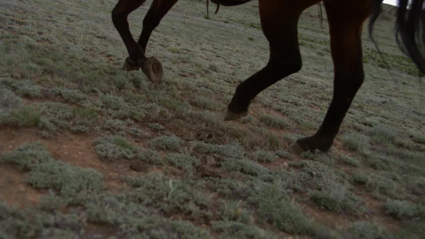 Hooves of a horse moving in a field