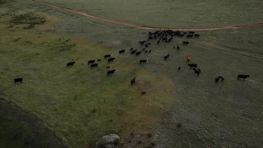 A large number of black cows running on a green lawn in a flat field