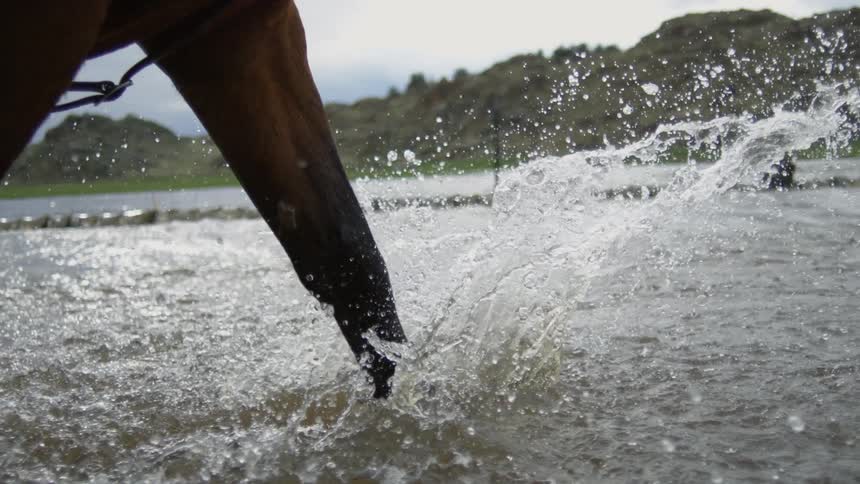 A horse splashes in the water