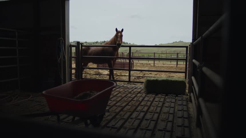Horse on a ranch