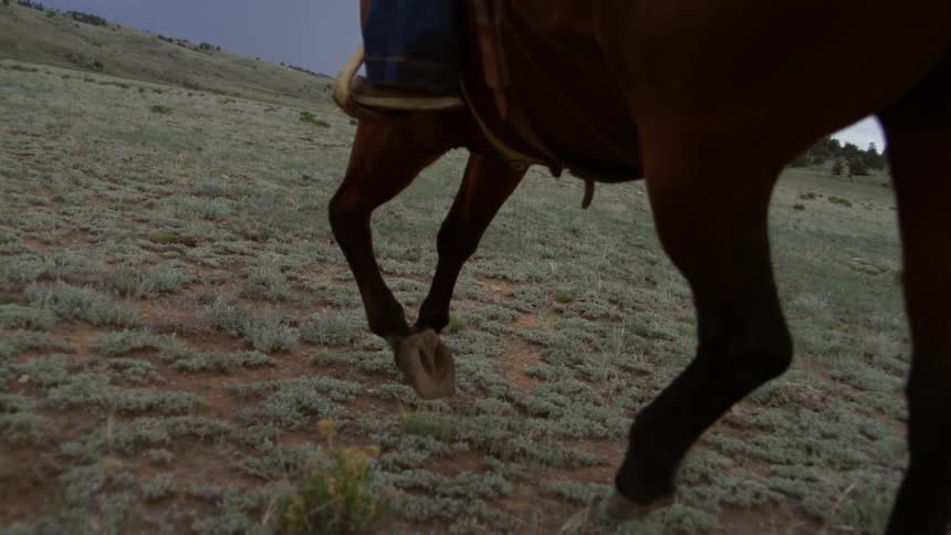 Horse rider rides a horse across a field bordered by hills and the woods on a cloudy day
