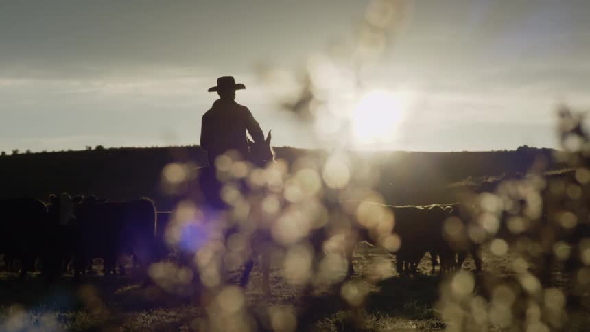 Silhouette of a man riding a horse next to cattle in a field with the sun rising on the horizon