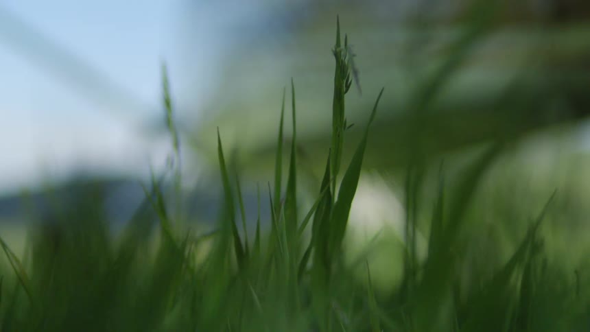 Wind blows the green grass
