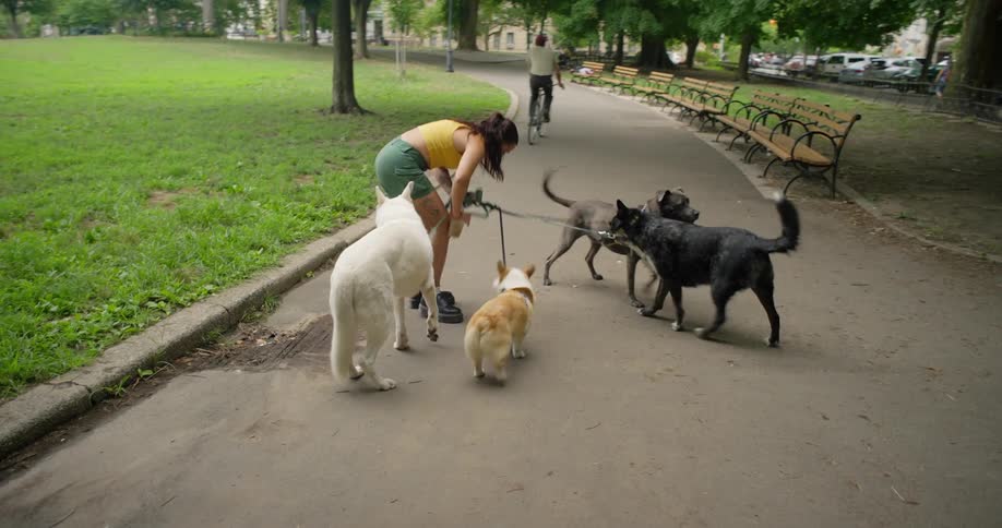 Woman is walking four dogs in a park and a person passes by her on a bicycle causing her to fall to the ground