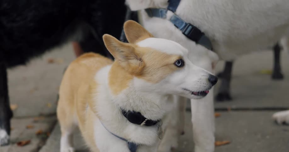 Small dog with its tongue hanging out and two other dogs with white and black fur in the background