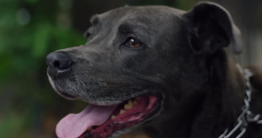 Close up of the head of a dog with a chain collar its tongue out and looking around