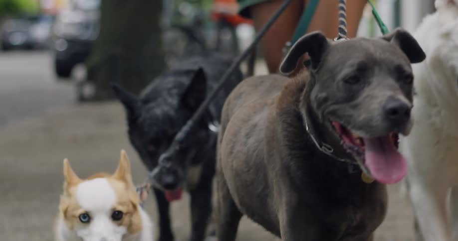Four dogs on leashes guided by a person are walking on a path