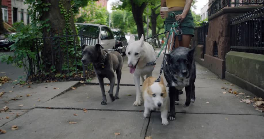 Woman walking on the sidewalk of a residential neighborhood with four dogs