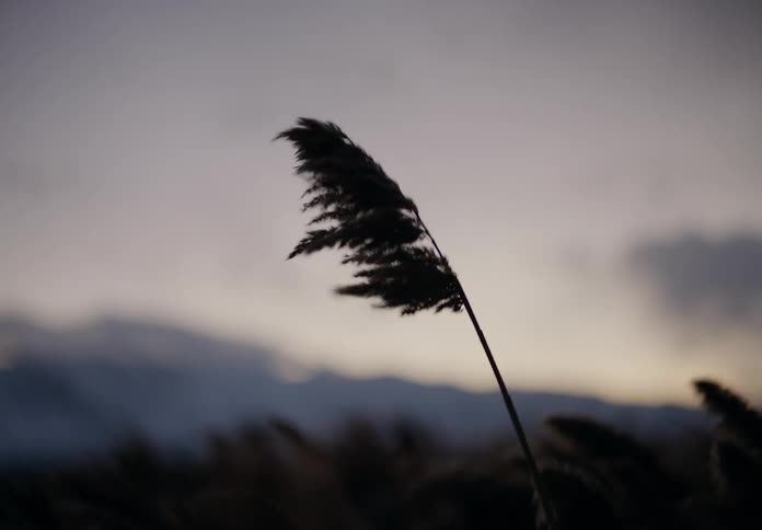 Silhouetted grasses against a serene twilight sky blowing in the wind