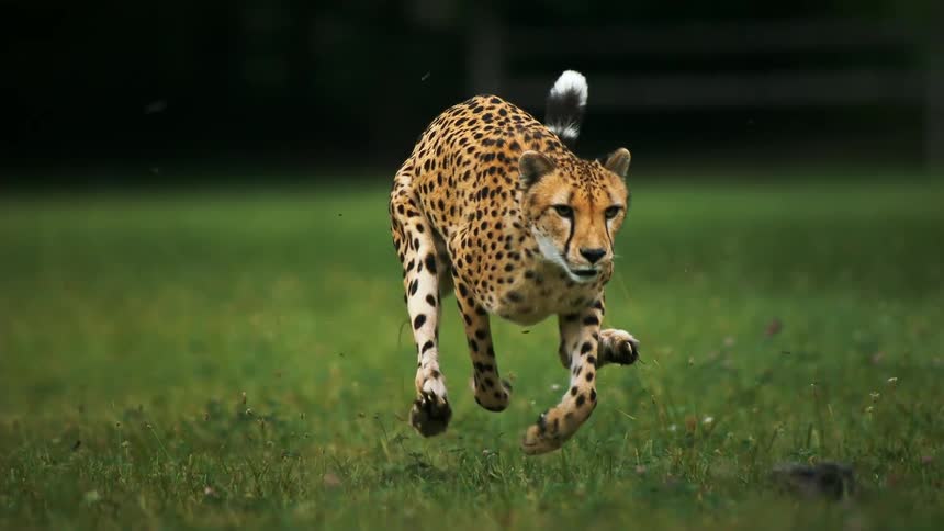 A cheetah sprinting across a grassy field chasing a furry creature pulled by a string