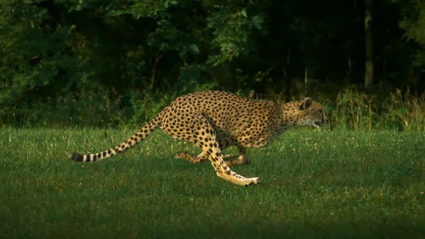 Cheetah running in the jungle