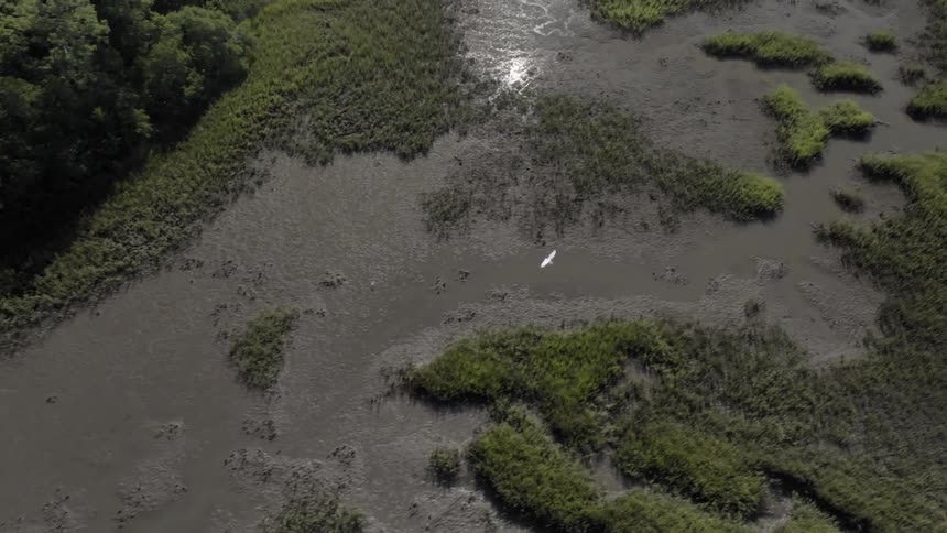 A serene wetlands area characterized by lush green vegetation and shallow water