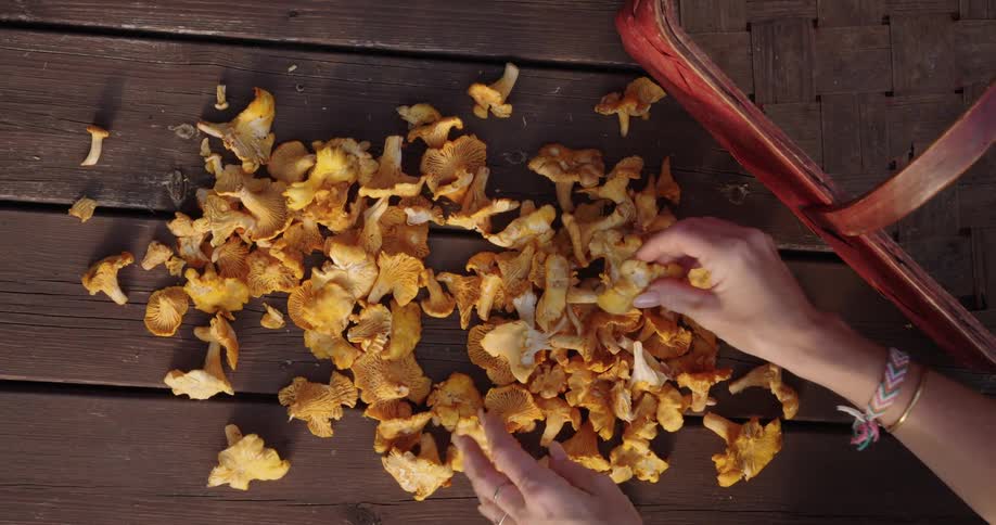 A person is cleaning freshly picked mushrooms from a topdown view over a wooden table