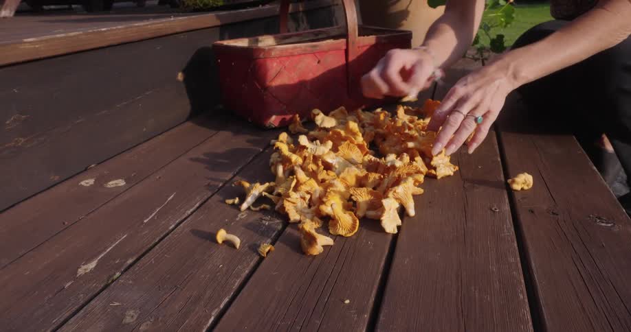 Pair of womans hands selecting dried mushrooms