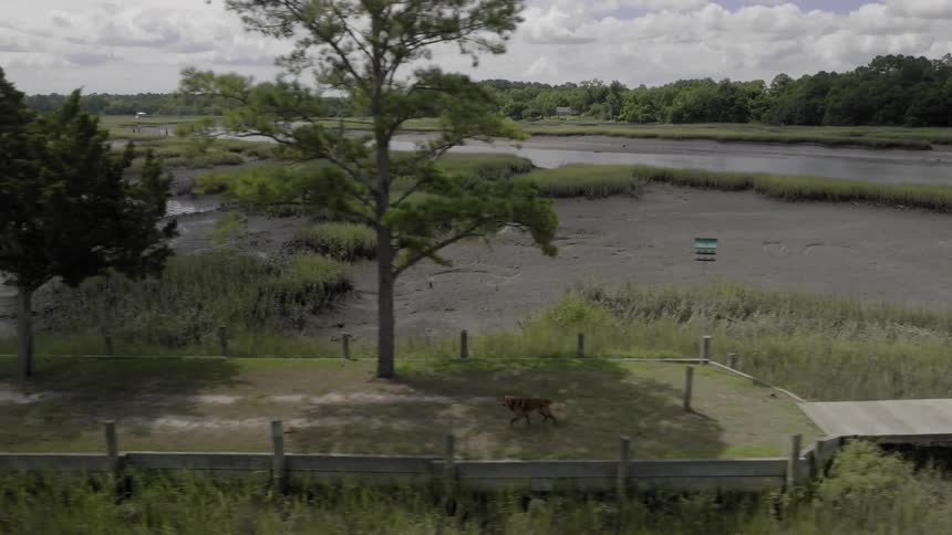 Overhead view of a dog walking along a pier next to a lake