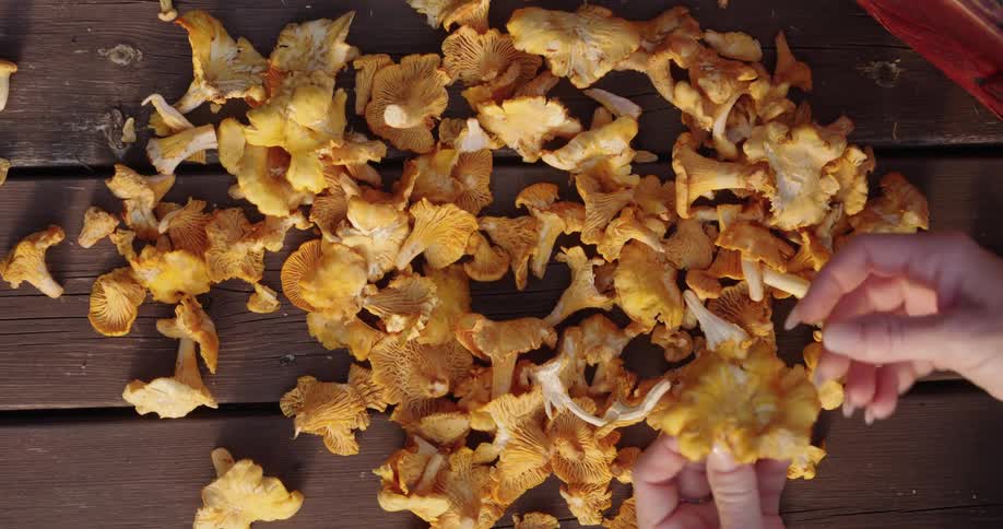 A woman inspects a group of winter mushrooms