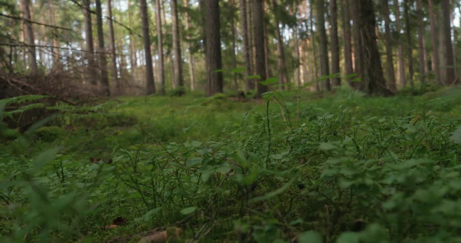 Dense forest during the day