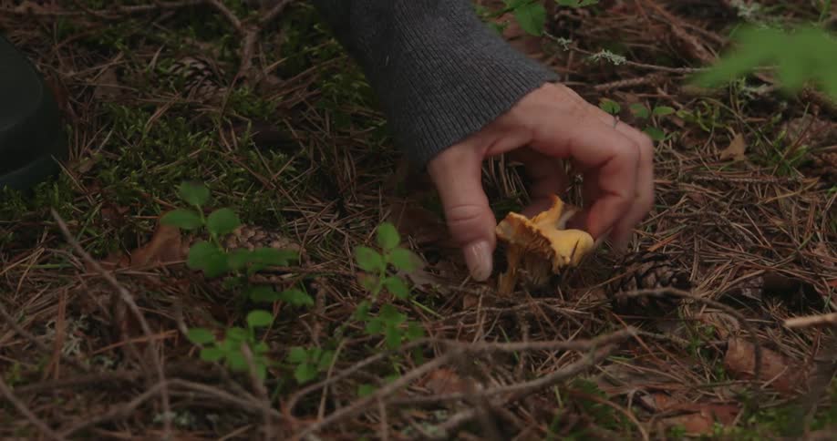 A human hand picking up a yellow mushroom that is coming out of a ground with small brown branches