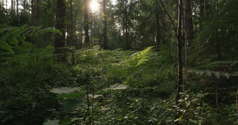 Dense greenish forest with sunlight filtering through the trees