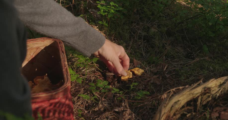Hand picking mushrooms