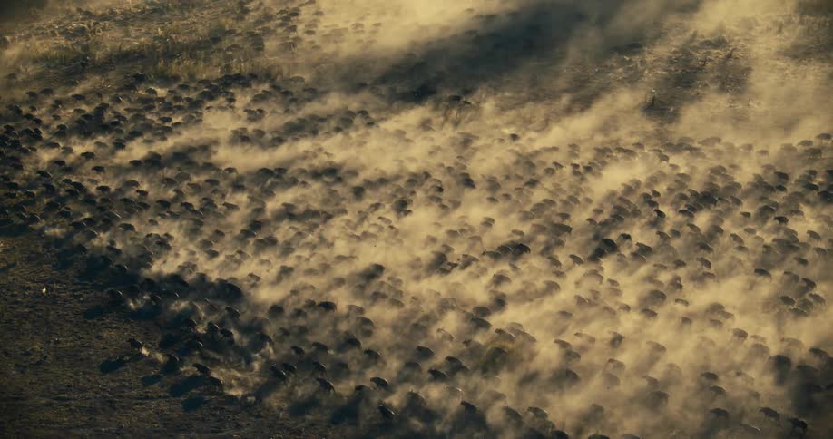 Large herd of buffalo animals run raising a cloud of dust as they move across a dry landscape